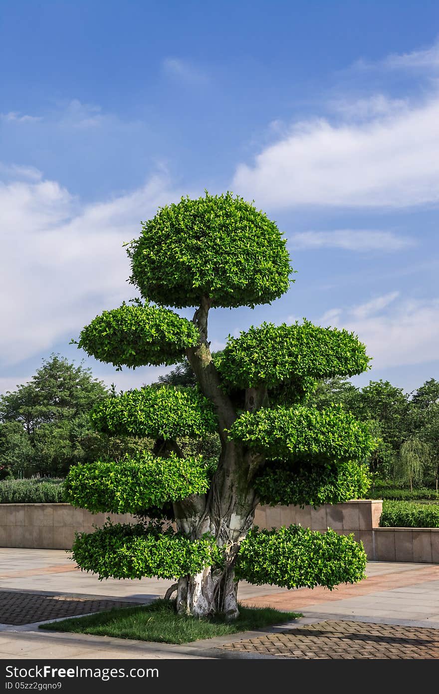 A landscape tree in park