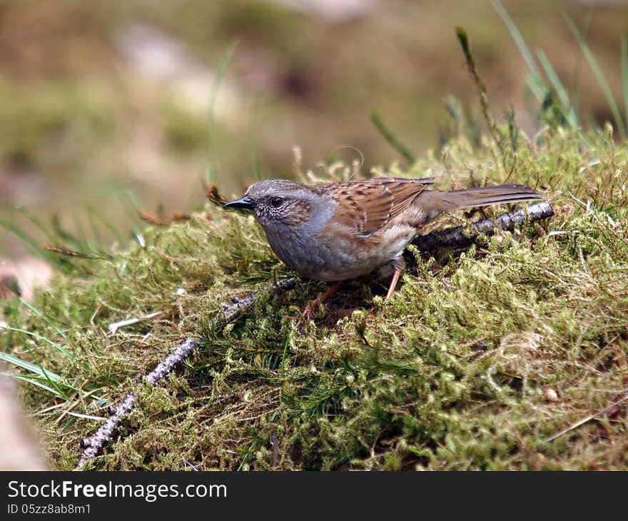 A dunnock looking for food