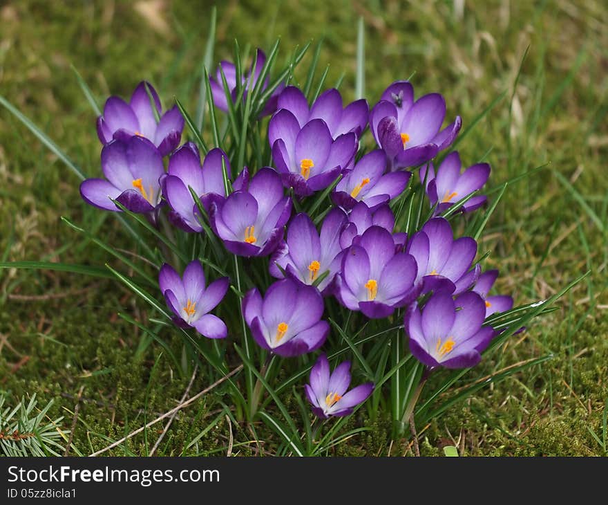 Purple crocuses in the grass