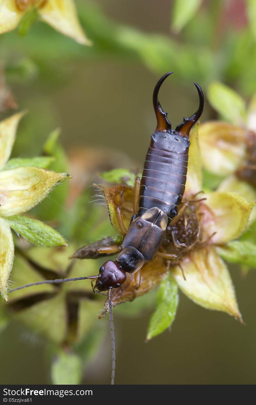 An unusual type of Dermaptera give клешнеобразные appendages at the end of abdomen that scientific called the Church. An unusual type of Dermaptera give клешнеобразные appendages at the end of abdomen that scientific called the Church.