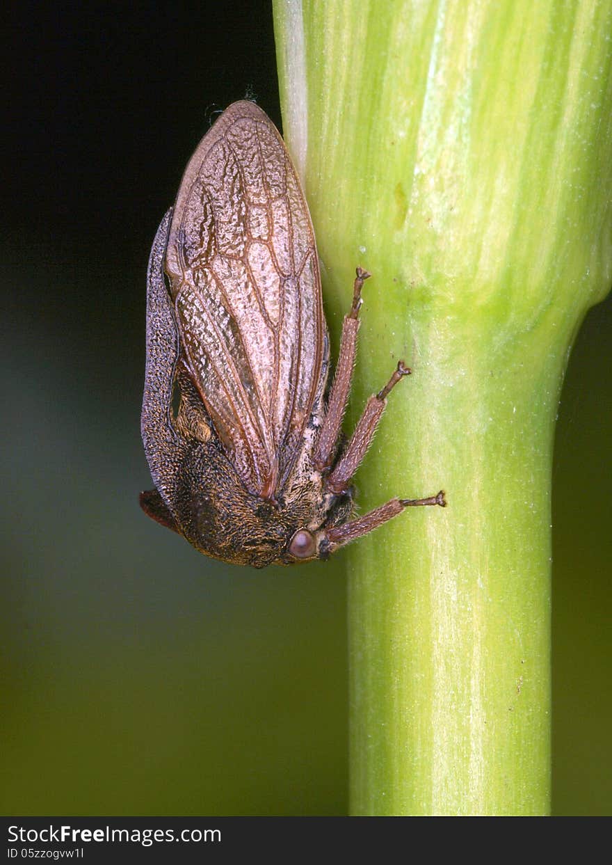 A spit bug on green waterplant