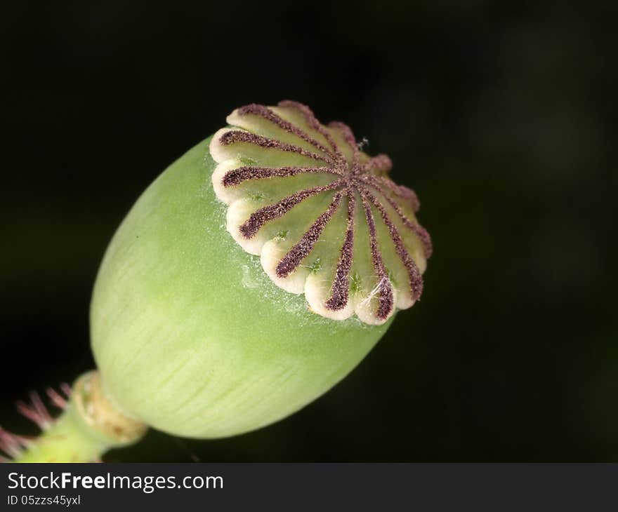 Poppy head