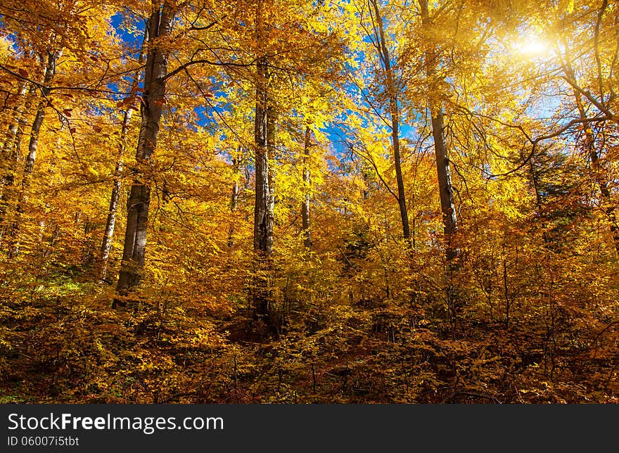 Bright colorful leaves on the branches in the autumn forest. Carpathian, Ukraine, Europe. Beauty world.