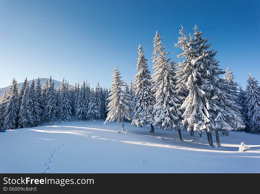 A frosty and sunny day is in mountains. A frosty and sunny day is in mountains