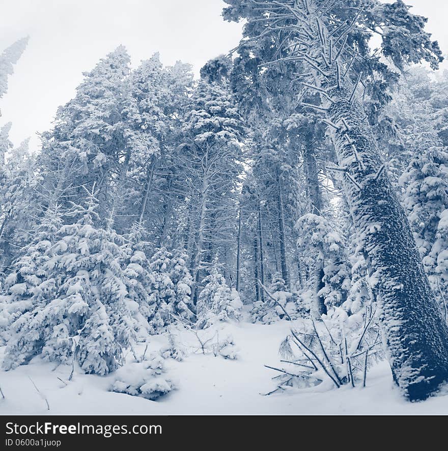 Beautiful winter landscape with snow covered trees