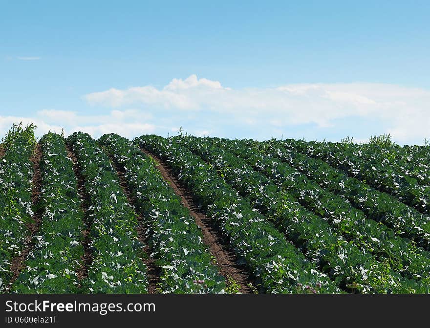 Rows of cabbage in the farm field under blue sky. Rows of cabbage in the farm field under blue sky