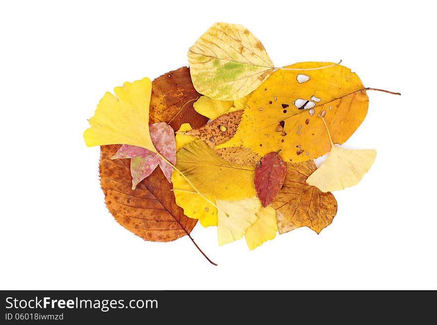 Colorful leaves on a white background