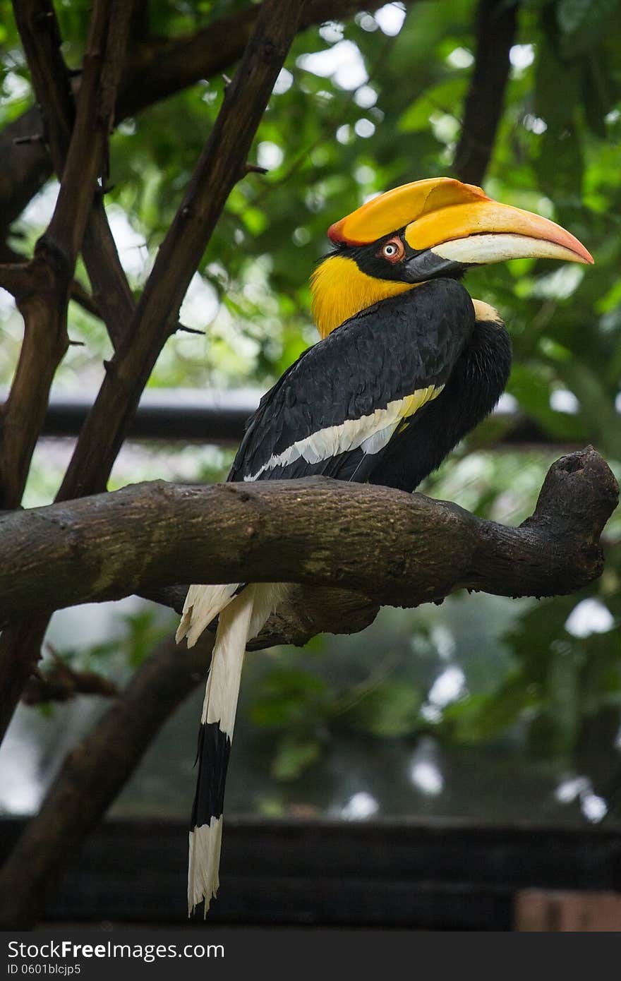 Hornbill