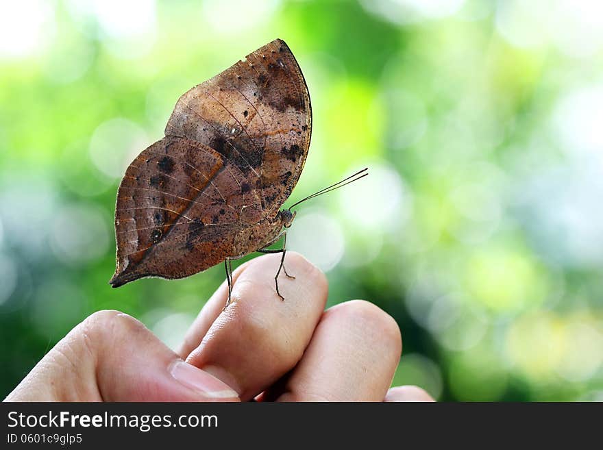 Beautiful Butterfly