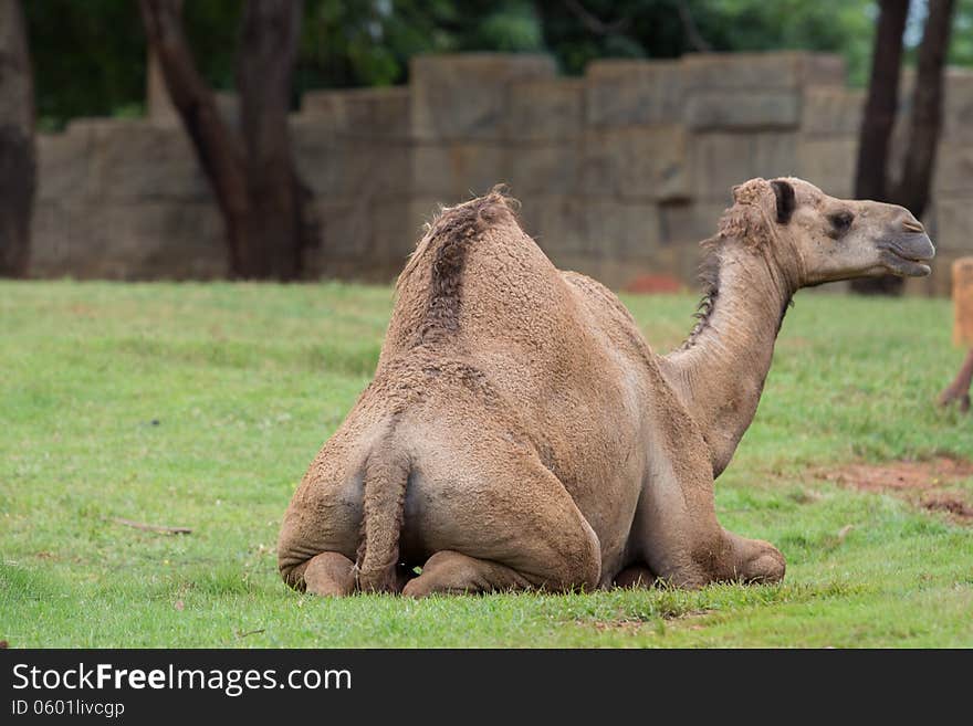 A young camel in zoo