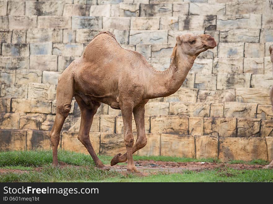 A young camel on stone background