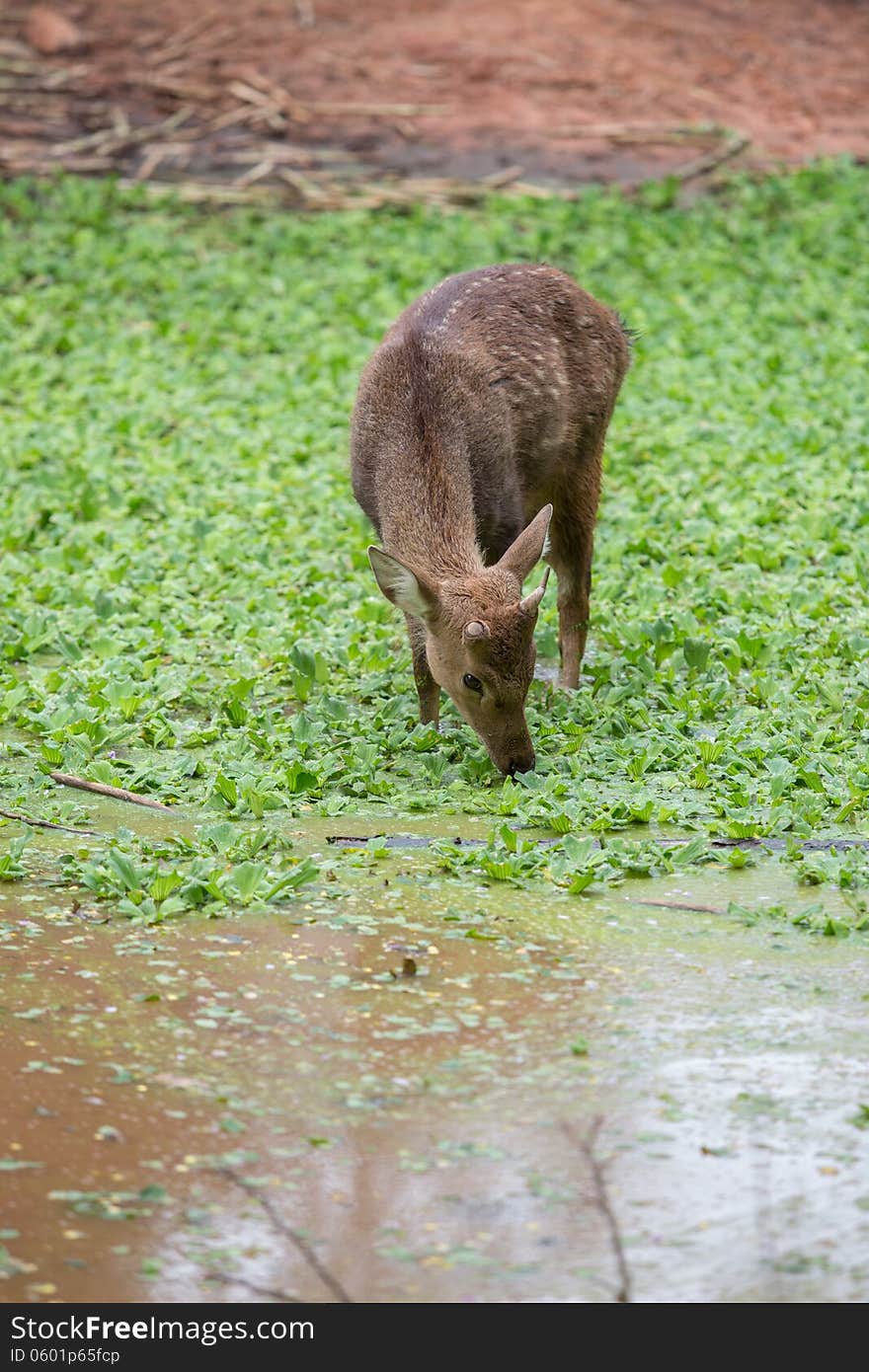 Young Deer in the water