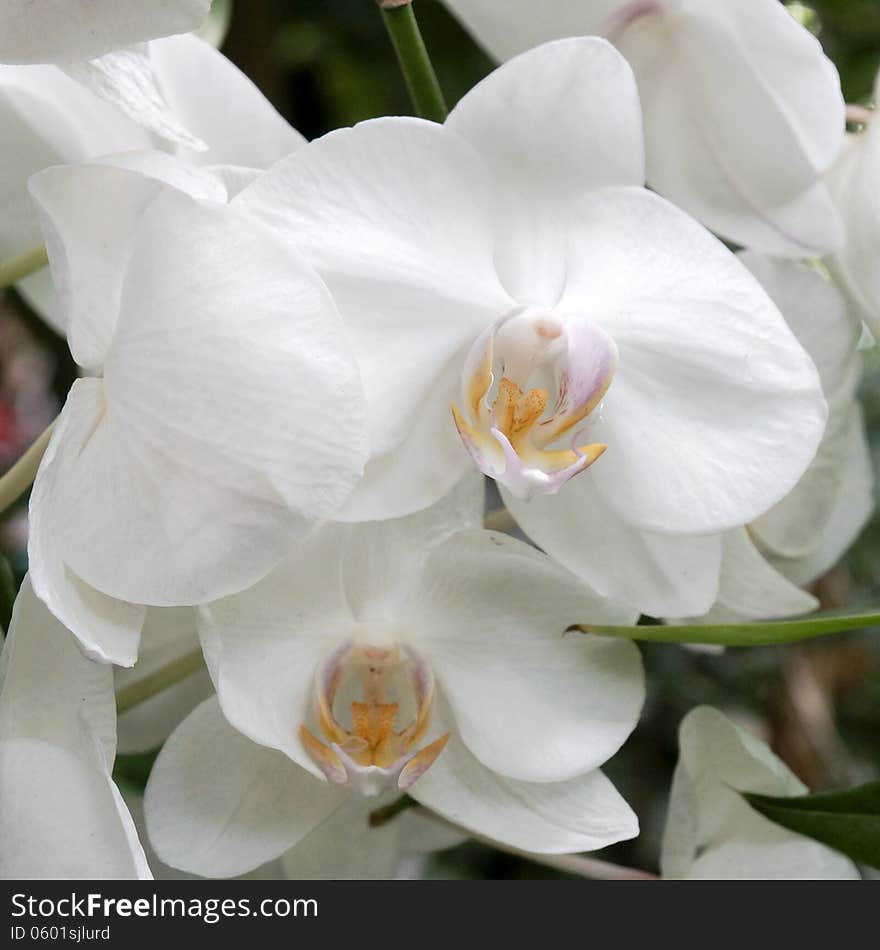 White orchid