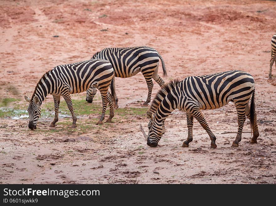 Three Wild Zebra in zoo