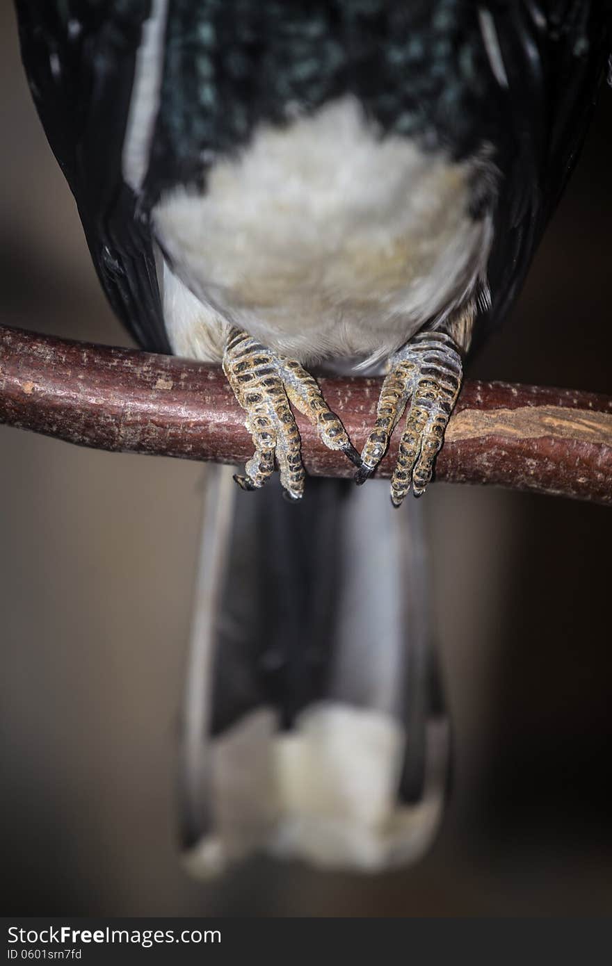 Bird is colorful and beautiful