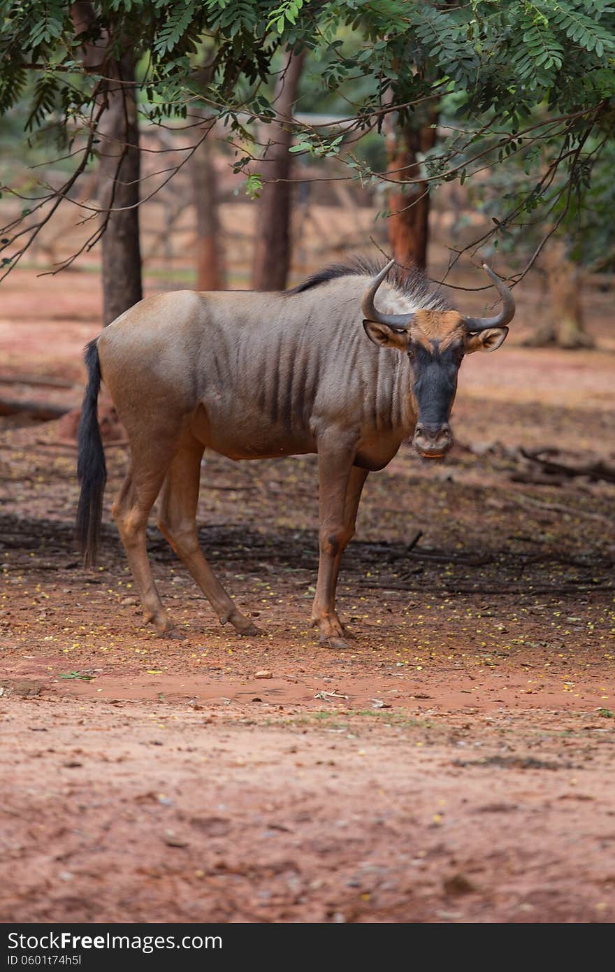 A young wildebeest in zoo