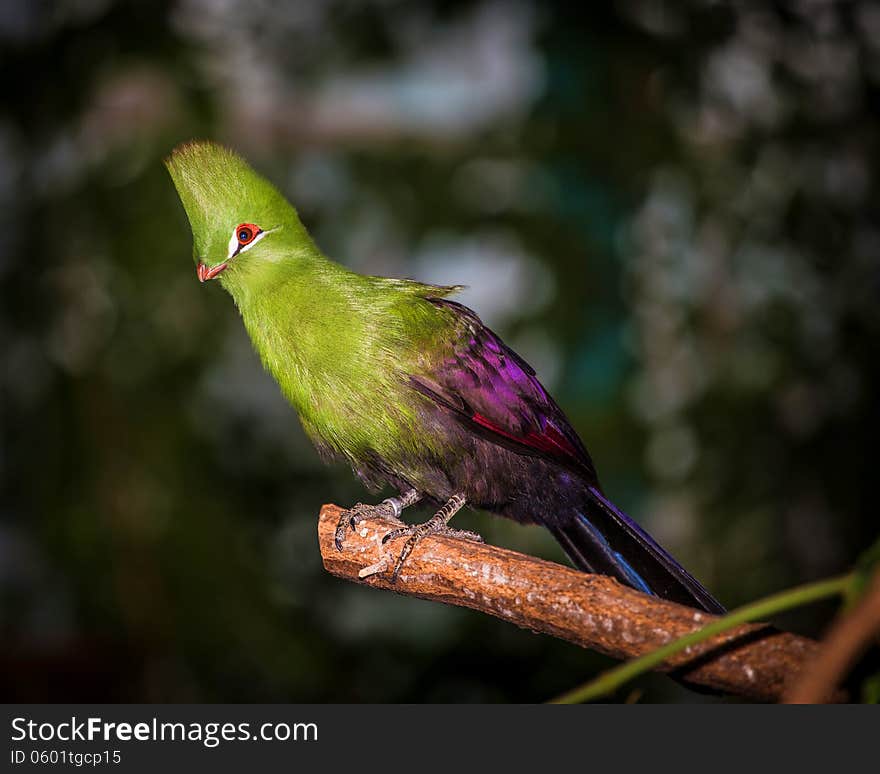 Bird is colorful and beautiful