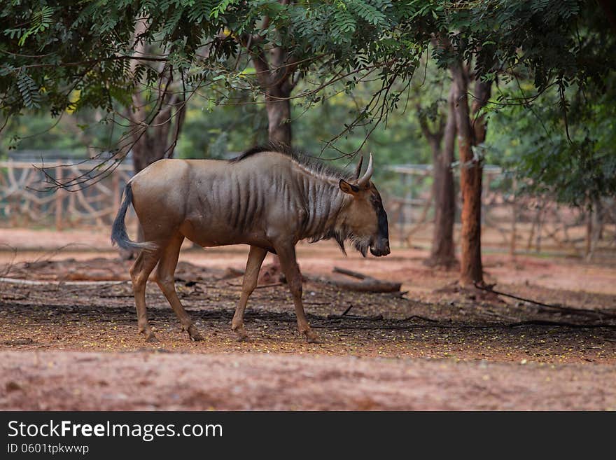 A young wildebeest in zoo