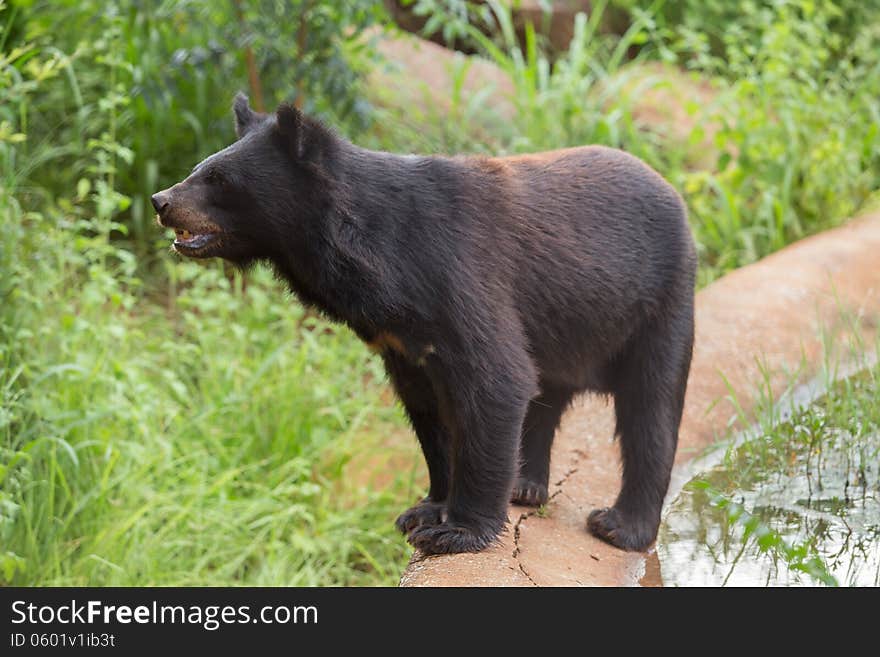 Black Bear