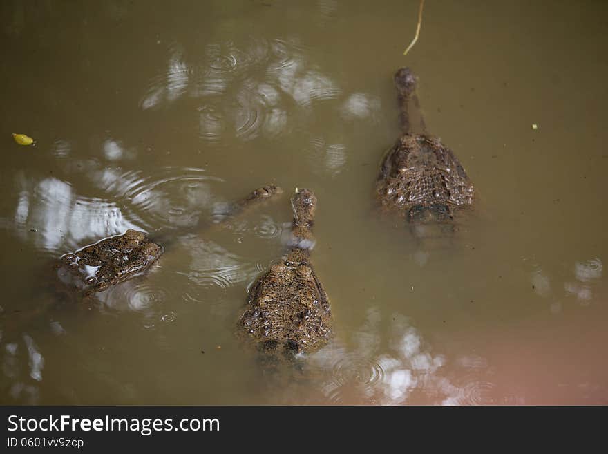 Three gavial in the water