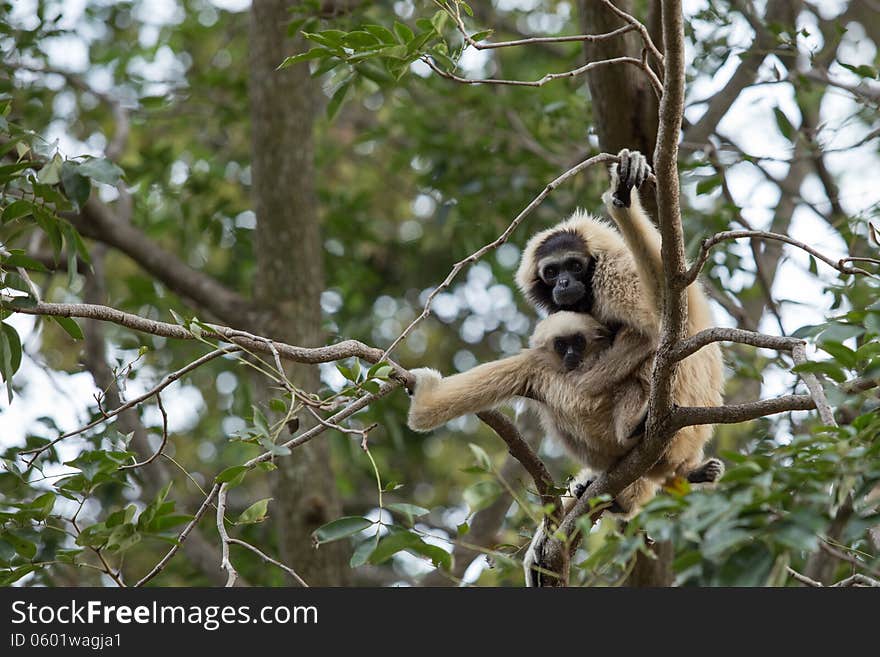 White Gibbon and baby on tree