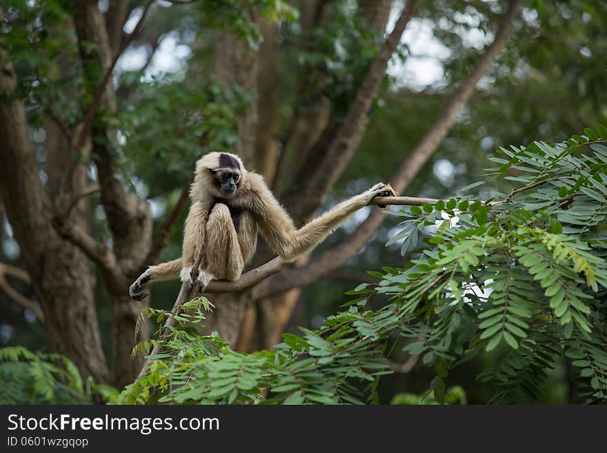 White Gibbon