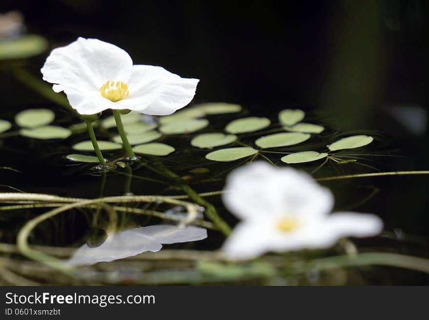 Small white flowers