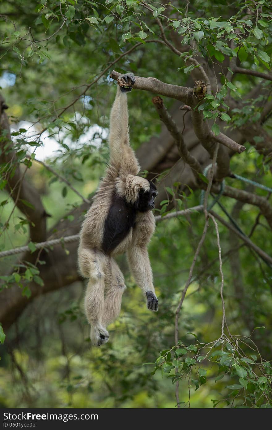 White Gibbon on a tree