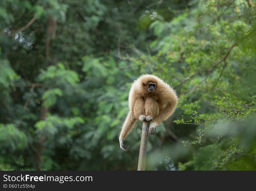 White Gibbon on a tree