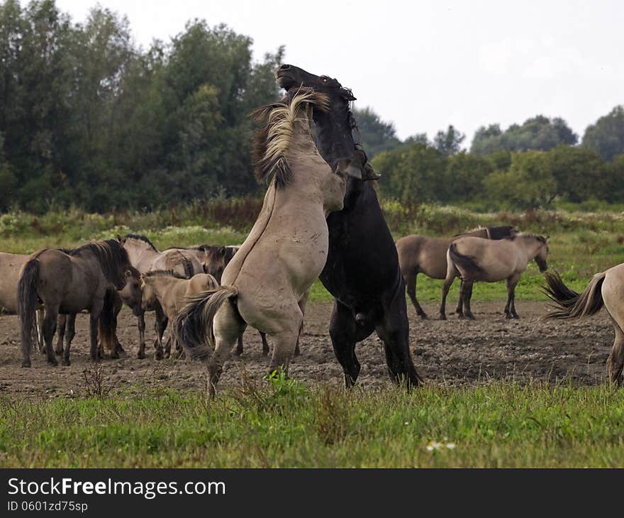 Konik horses