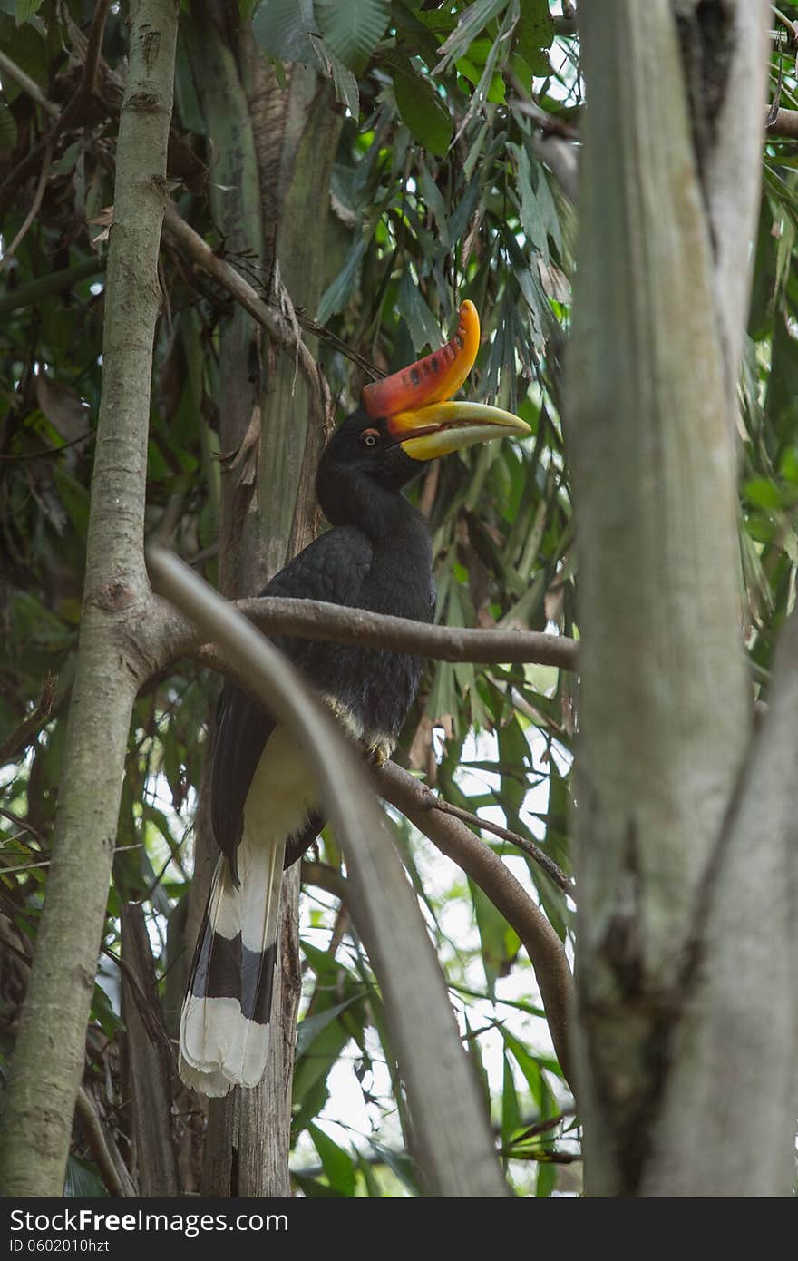 A rhinocerous hornbill native to Borneo in profile