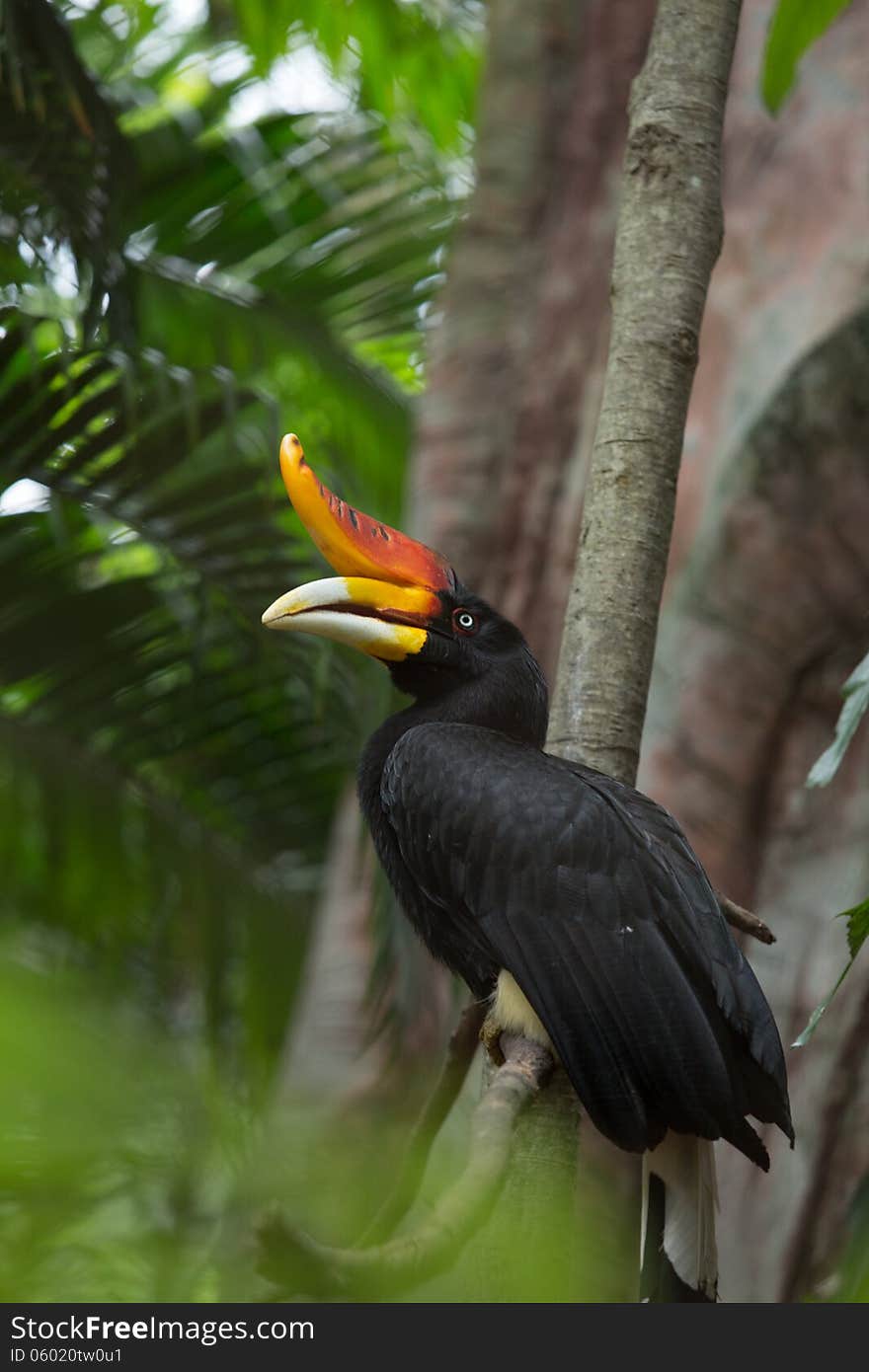 A rhinocerous hornbill native to Borneo in profile