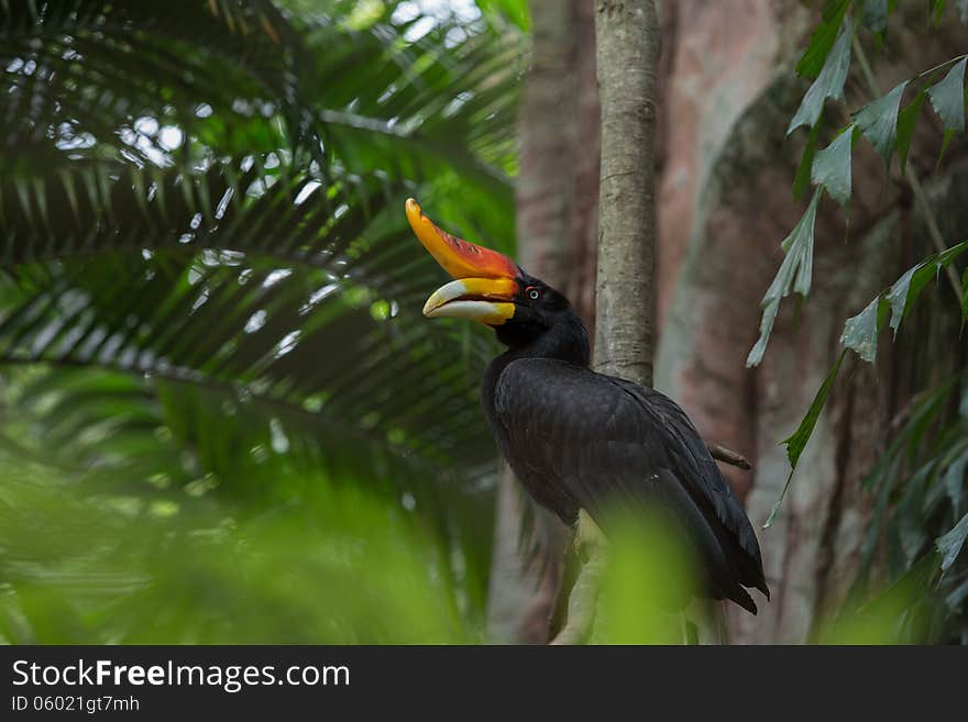 A rhinocerous hornbill native to Borneo in profile