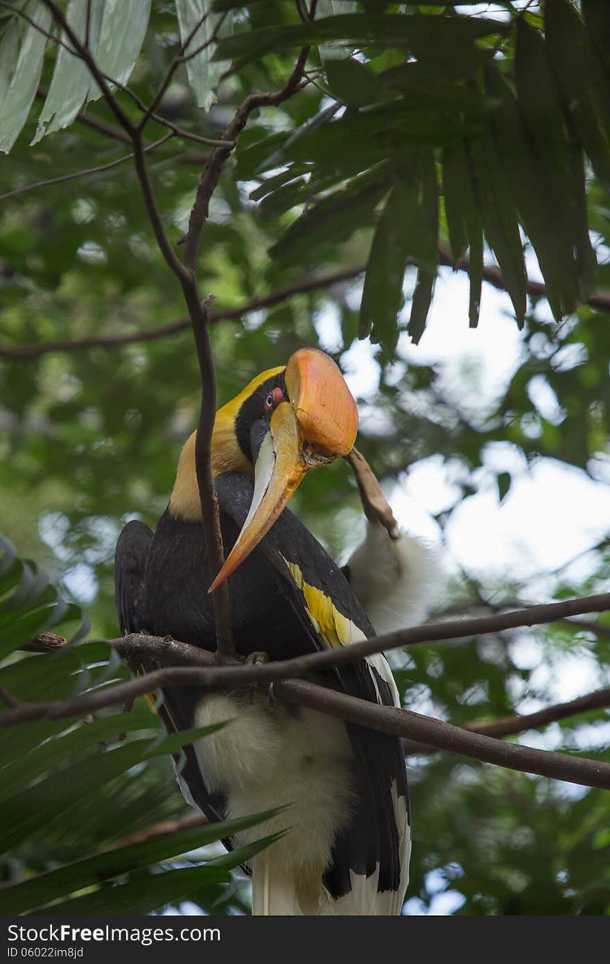 Great hornbill on a tree