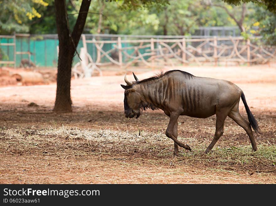 A young wildebeest in zoo