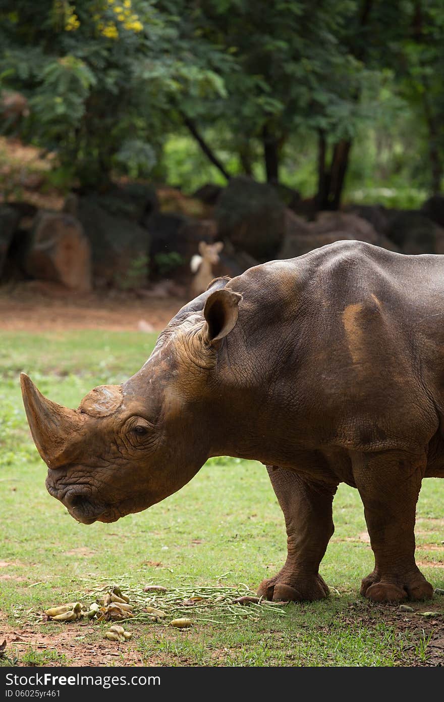 Big White Rhino in zoo