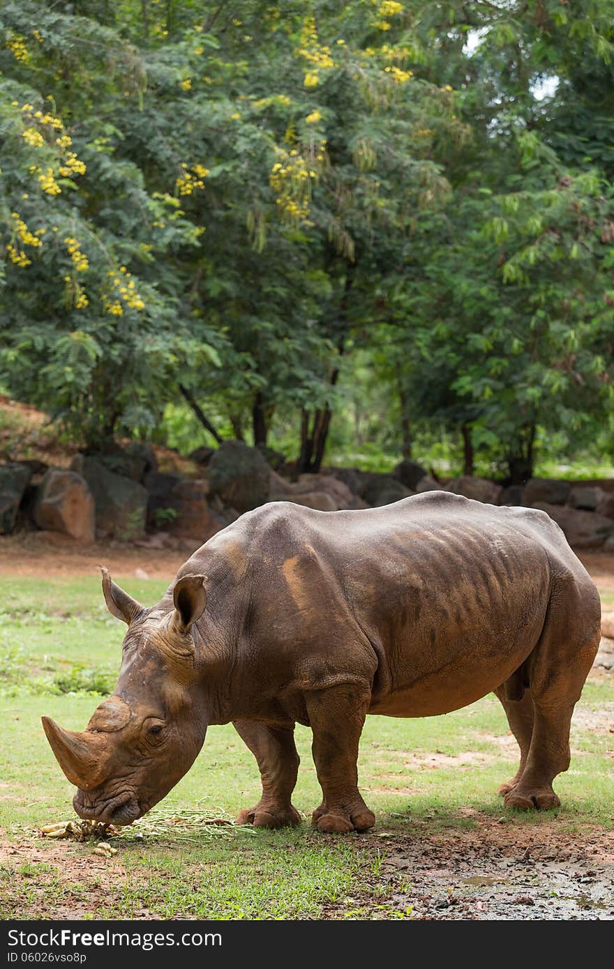 Big White Rhino in zoo