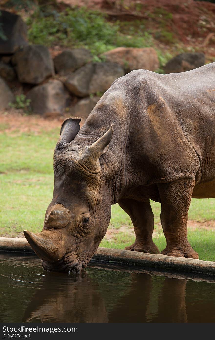 Big White Rhino drinking water