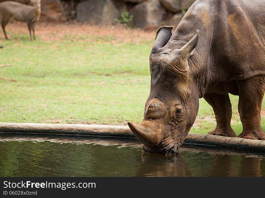 Big White Rhino drinking water