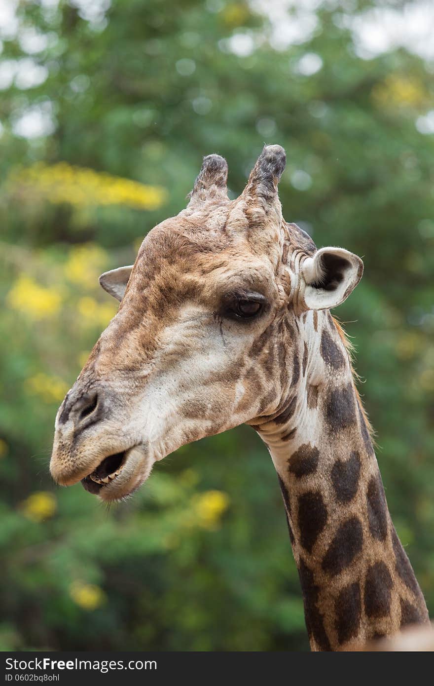 Close-up Giraffe in zoo