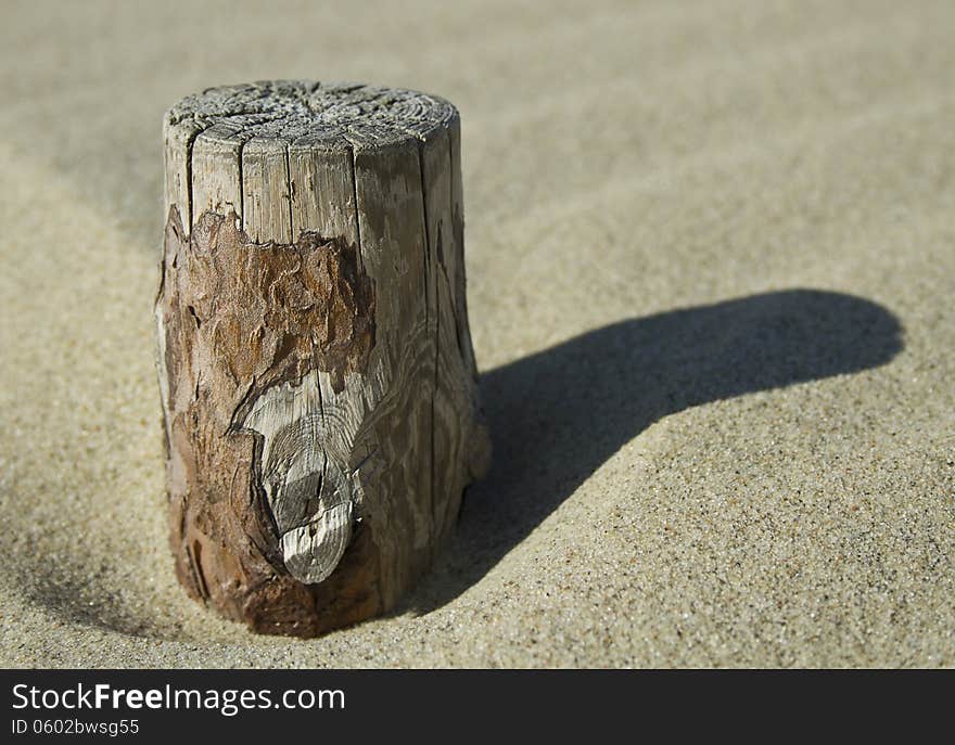 Stump in the Dunes