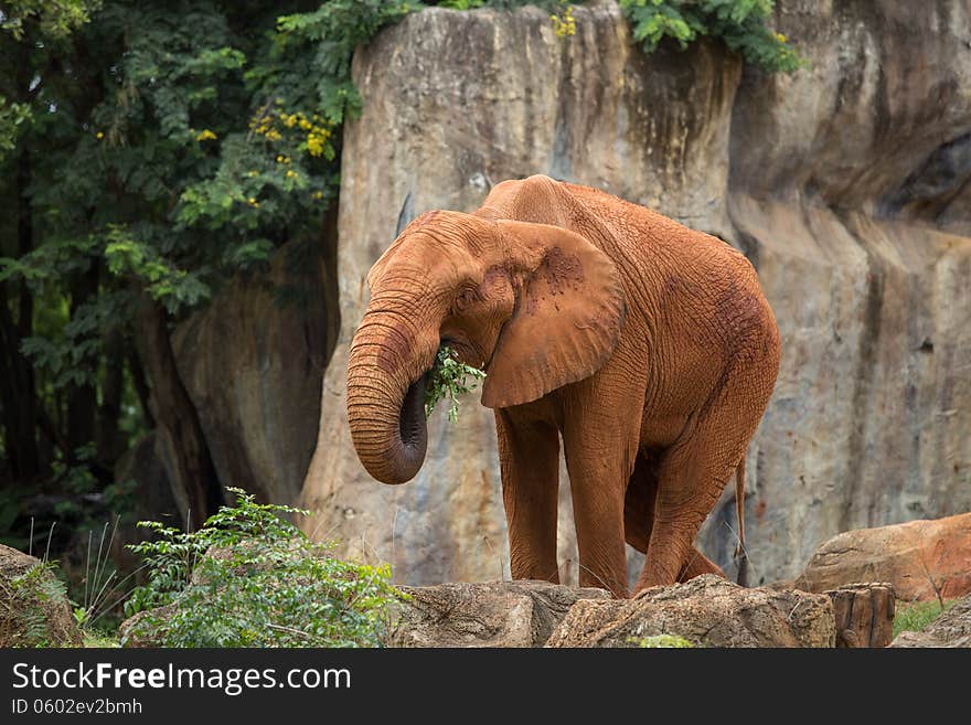 Elephant