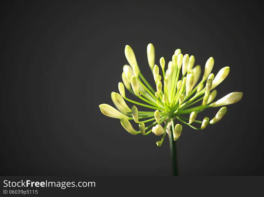 A single Agapanthus flower on a dark background with the sun illuminating the petals.