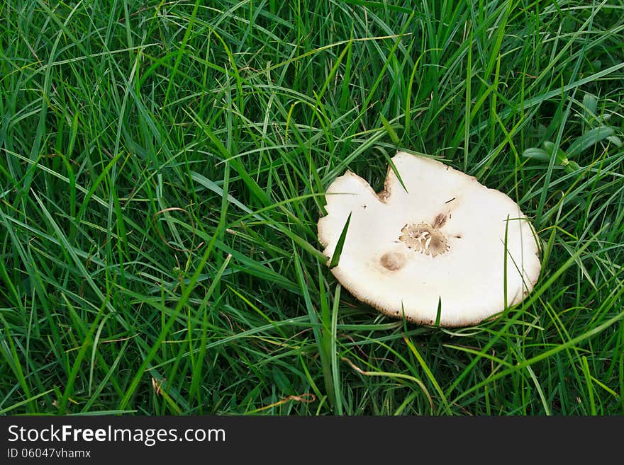 Big mushrooms on the grass. Big mushrooms on the grass