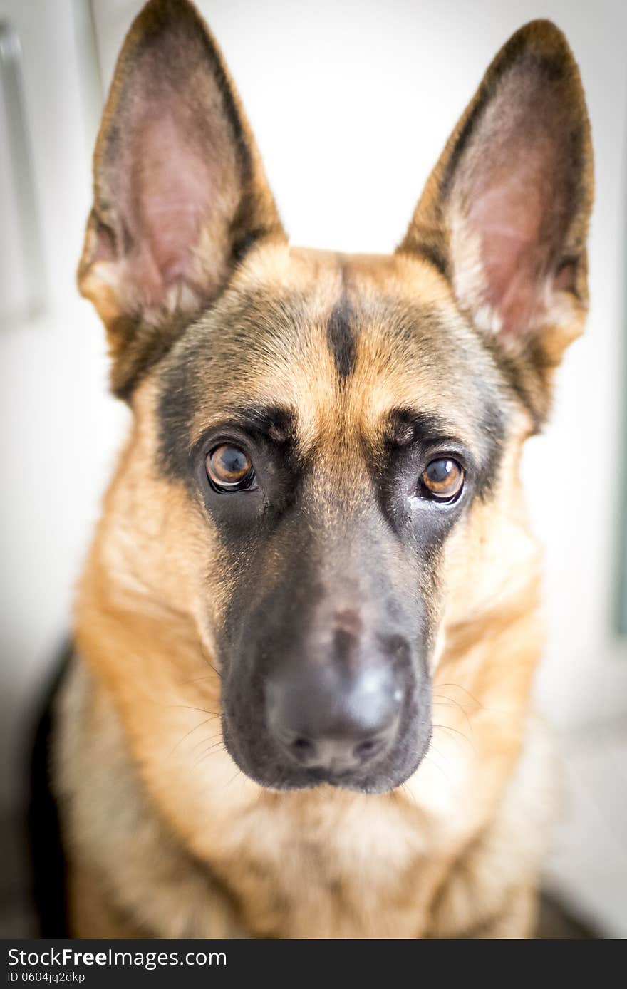 Portrait of purebred german shepherd