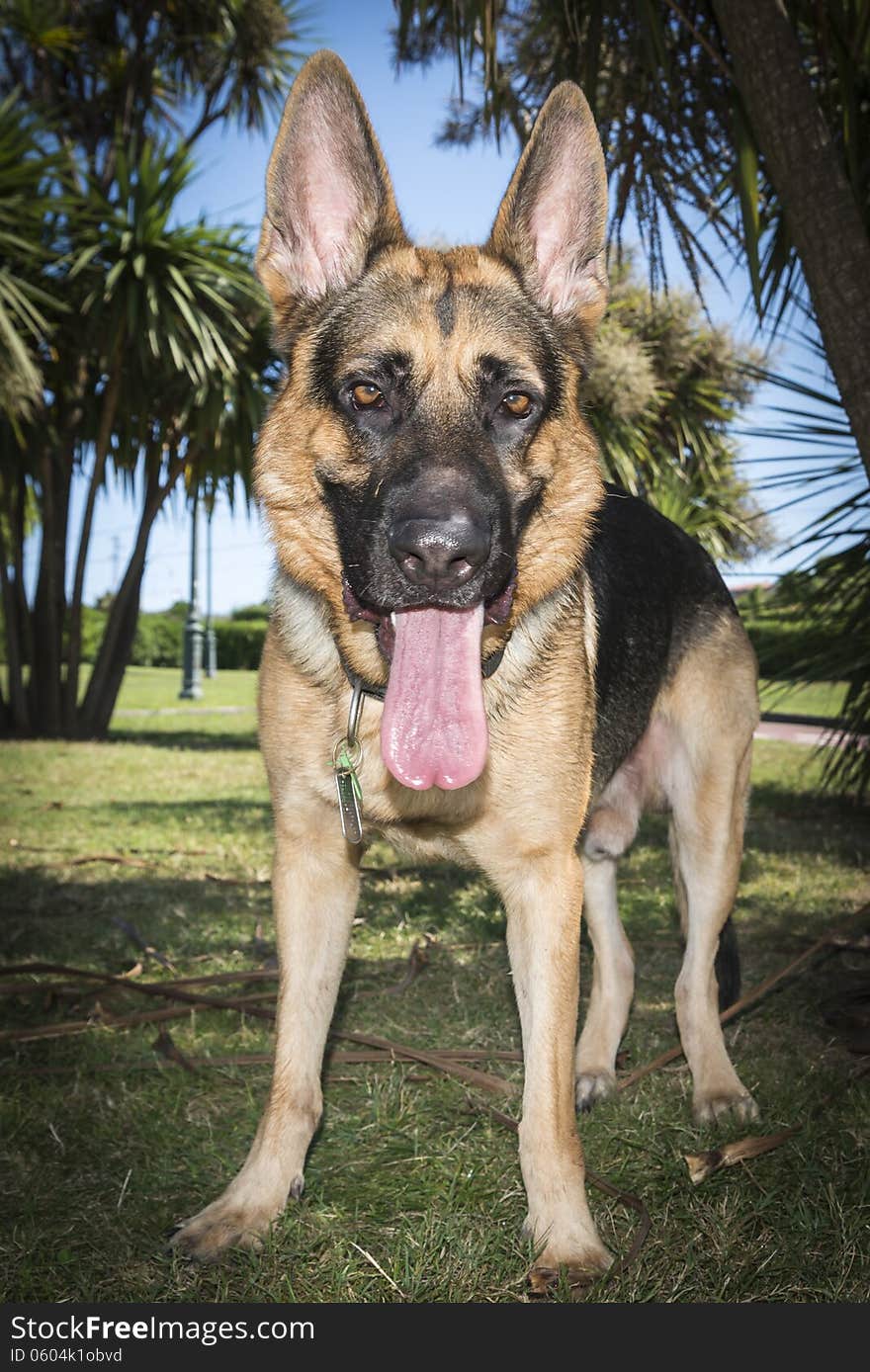 Portrait of purebred german shepherd