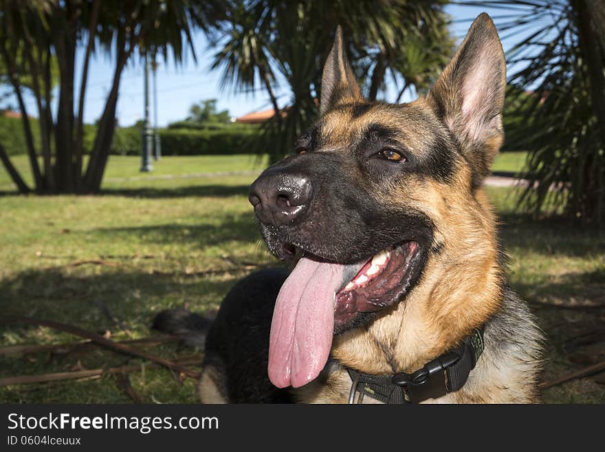 Portrait of purebred german shepherd