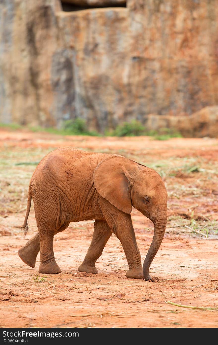 Baby Elephant african, animal, big, big-five