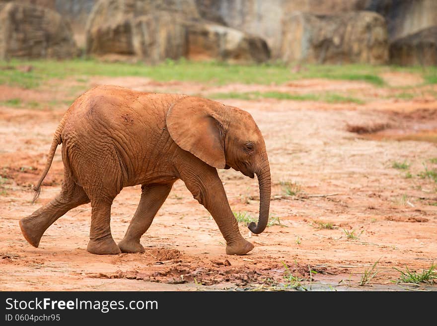 Baby Elephant african, animal, big, big-five