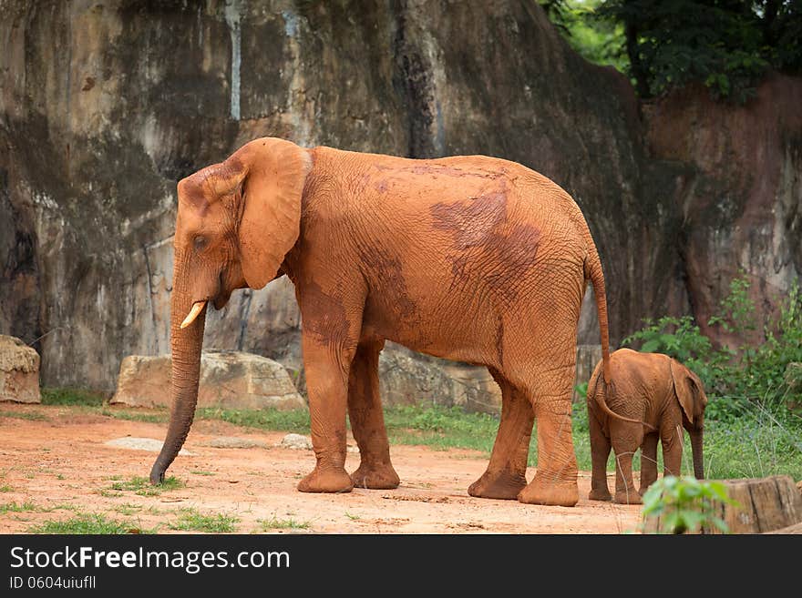 Elephant And Baby